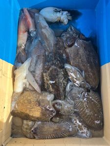 Common Cuttlefish