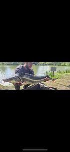 Sturgeon