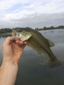 Largemouth Bass