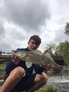 Zander