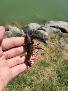 Noble Crayfish