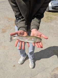 Rainbow Trout