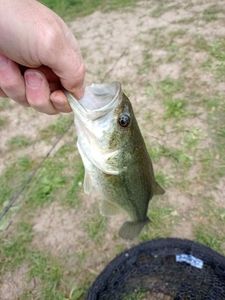 Largemouth Bass
