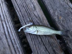 Largemouth Bass