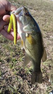 Largemouth Bass