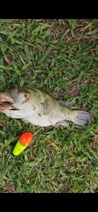 Ocean Sunfish