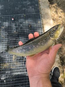 Brown Trout