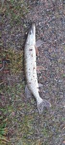 Northern Pike