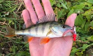 European Perch