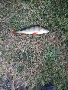European Perch