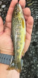 Brown Trout