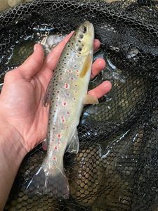 Brown Trout
