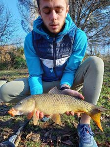 Common Carp