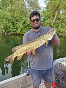 Northern Pike