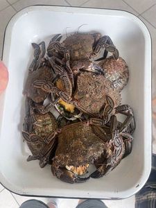 Velvet Swimming Crab