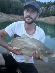 Common Carp