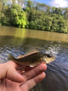 Ruffe