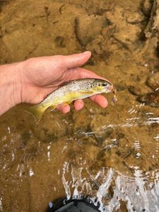 Brown Trout