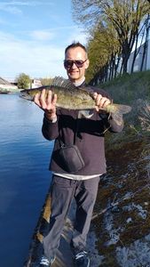 Zander