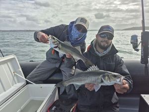 European Bass (Seabass)