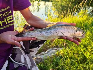 Brown Trout