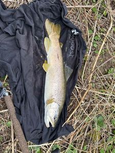 Brown Trout
