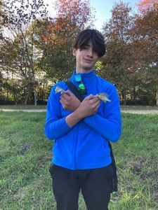 Green Sunfish