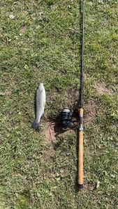 Rainbow Trout