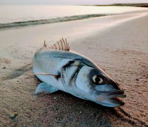 European Bass (Seabass)