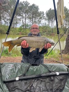 Common Carp