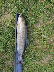 Rainbow Trout