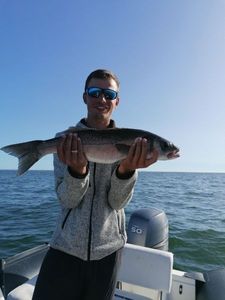 European Bass (Seabass)