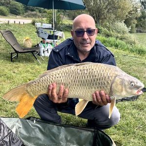 Common Carp