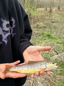 Brown Trout