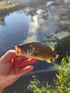 Largemouth Bass