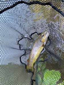 Brown Trout