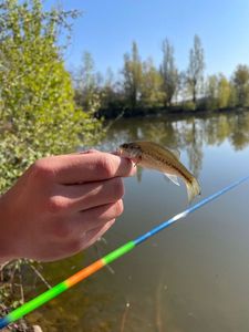 Largemouth Bass