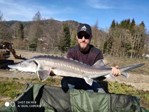 Sturgeon
