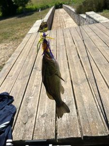 Largemouth Bass