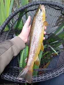 Brown Trout