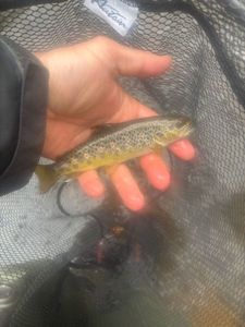 Brown Trout
