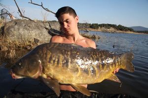 Mirror Carp