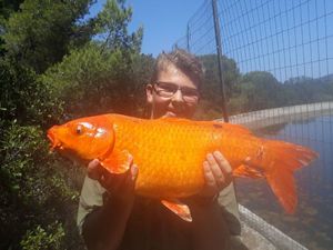 Koï Fish