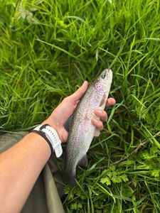 Rainbow Trout
