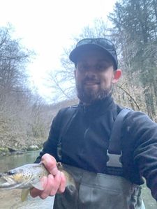 Brown Trout