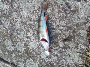 European Perch