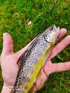 Brown Trout