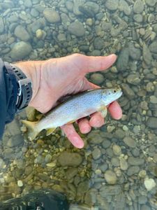 Brown Trout