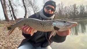 Northern Pike