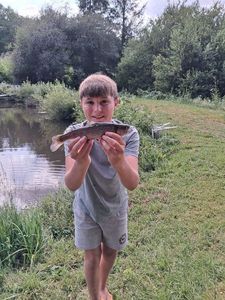 Brown Trout